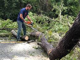 Best Tree Maintenance Programs  in San Joaquin, CA